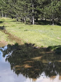 Reflection of trees in water