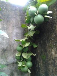 Plants growing in water