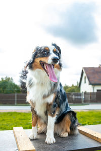 Portrait of dog sitting on footpath