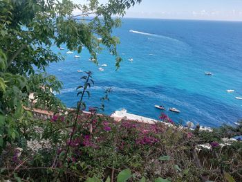 High angle view of flowering plants by sea