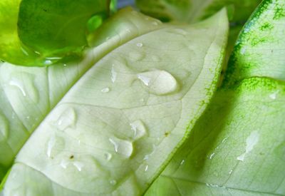 Close-up of raindrops on green leaves