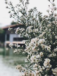 Close-up of white flowering plant