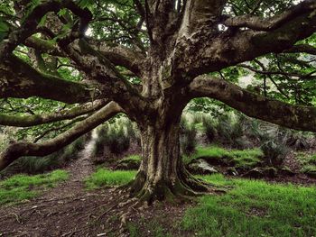 Trees growing in field