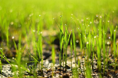 Wet grass on field