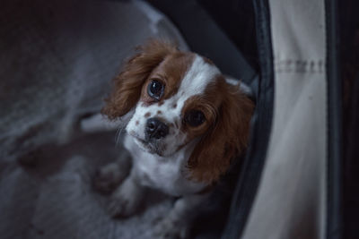 Close-up of dog