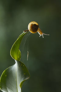 Snail on green leaf