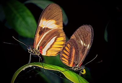 Close-up of butterfly on plant at night