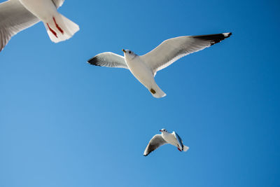 Low angle view of seagull flying against clear blue sky