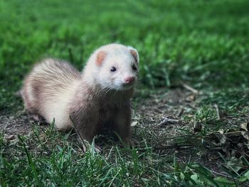 Portrait of ferret on field