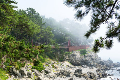 View of bridge and trees in forest