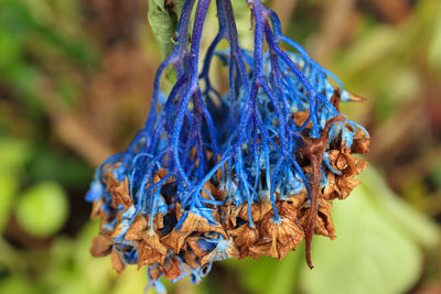 Close-up of dry leaves on plant during autumn