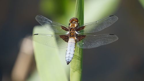 Close-up of dragonfly on leaf