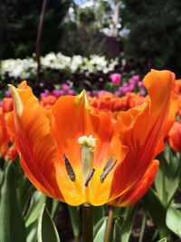 Close-up of orange rose flower