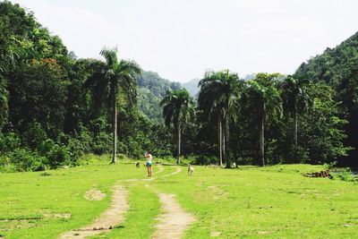 Footpath in park