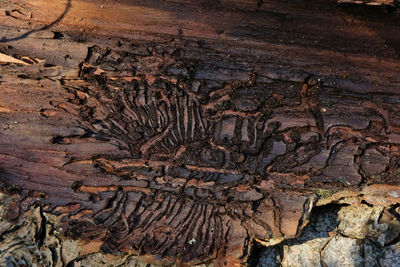 Full frame shot of tree trunk