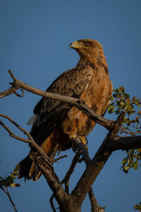 Tawny eagle on