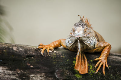 Close-up of lizard