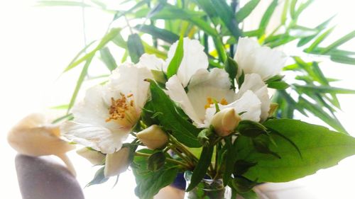 Close-up of white flowers