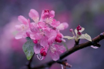 Close-up of pink flowers