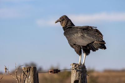 Close-up of bird perching on wooden post