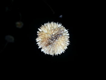 Close-up of honey bee on sea