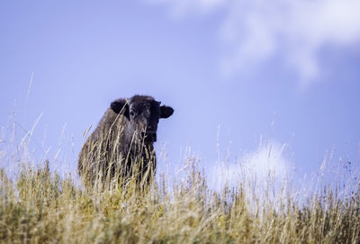 View of horse on field against sky