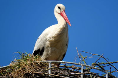 Low angle view of bird perching on branch against blue sky