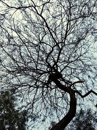 Low angle view of bare trees against sky