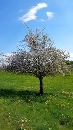 Cherry blossom tree on field against sky