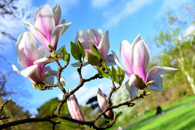 Close-up of pink flowers blooming on tree against sky