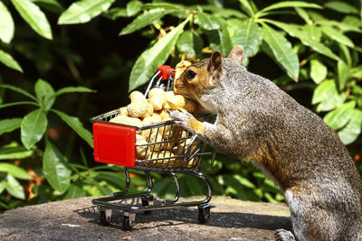 Grey squirrel with a shopping trolley full of peanuts in a woodland setting