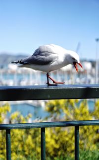 Seagull perching on railing