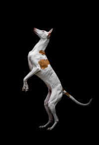 Close-up of a dog over black background