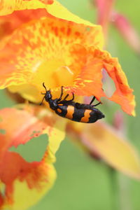 Close-up of insect on yellow flower