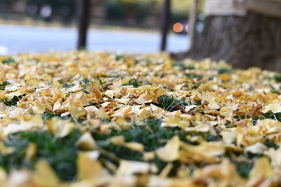 Close-up of autumn leaves