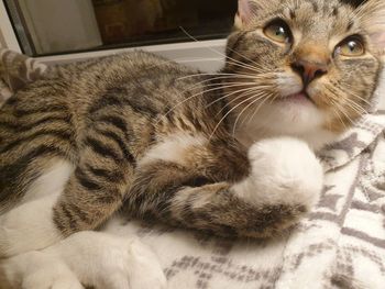 Close-up of cat lying on bed at home