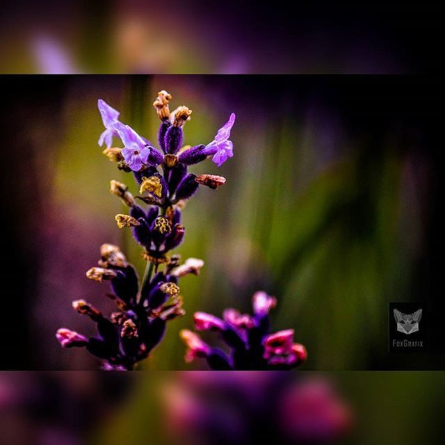 flower, purple, growth, freshness, fragility, plant, beauty in nature, focus on foreground, nature, close-up, stem, selective focus, blooming, petal, in bloom, blossom, no people, outdoors, day, green color