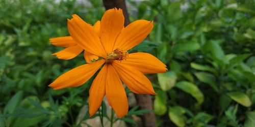 Close-up of insect on orange flower