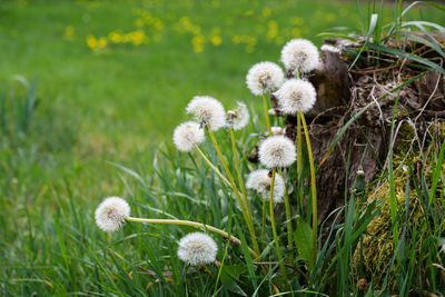 Close-up of white flowering plants on field