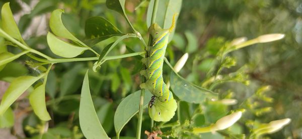 Caterpillar on green plants