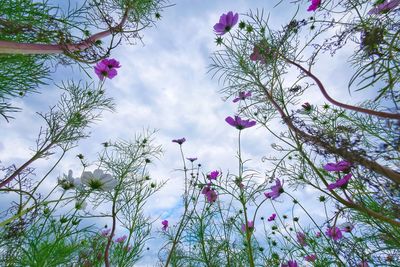 Low angle view of flowering plants against sky