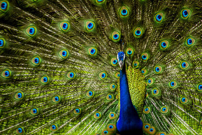 Dancing peacock during monsoons