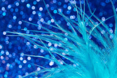 Close-up of feather against blue background