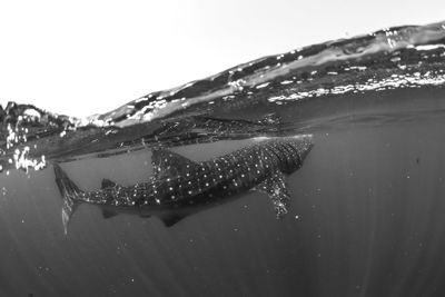 Close-up of fish swimming in sea