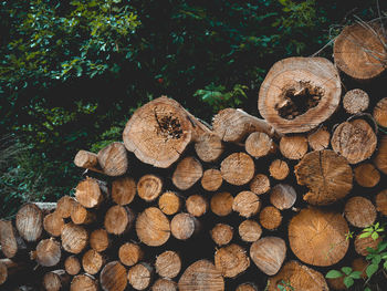 Stack of logs in forest