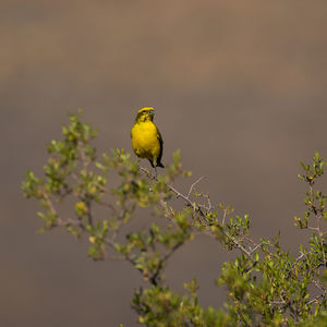 Bird perching on yellow flower