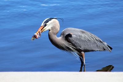 Birds in water