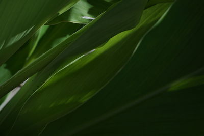 Full frame shot of green leaves