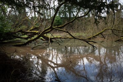 Reflection of trees in lake