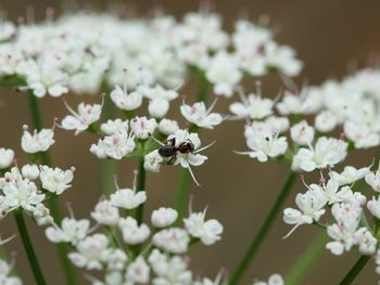 Close-up of white flowers blooming outdoors